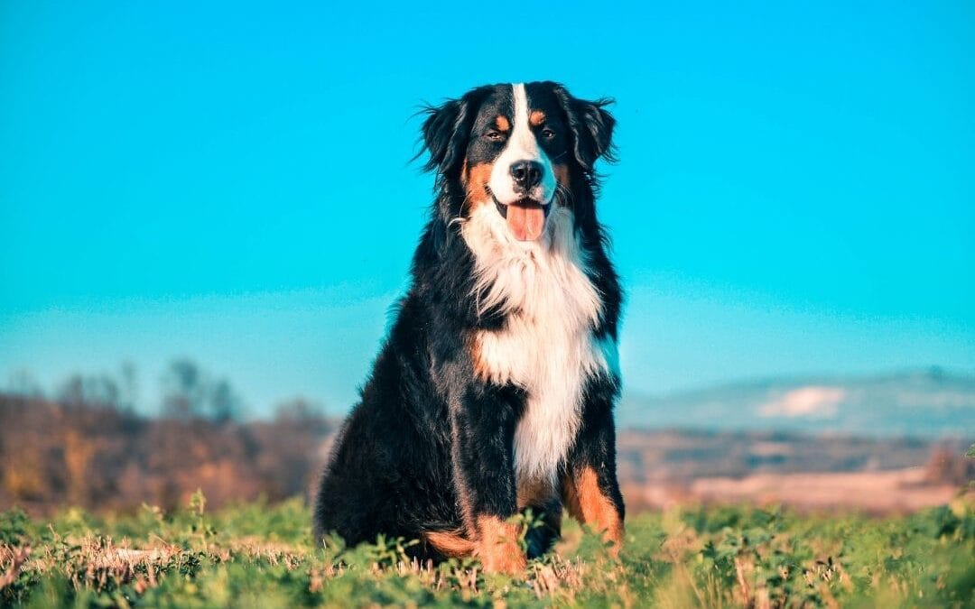 Why “Come, Stay, and Heel” Are the Three Skills Every Dog Should Know