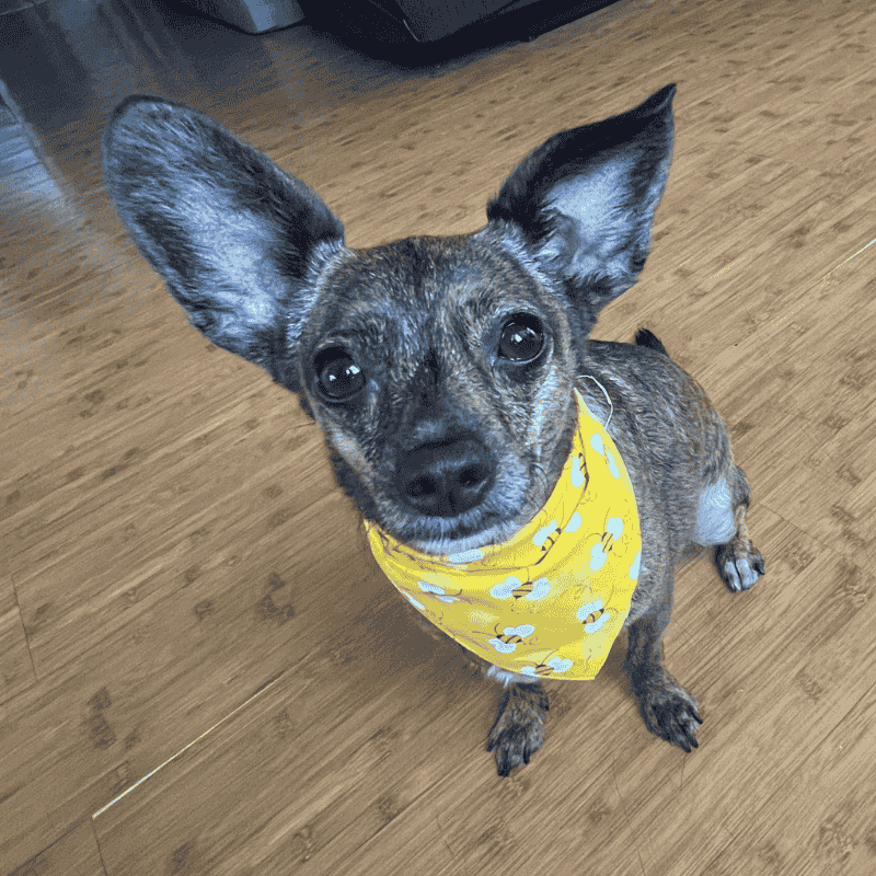 German Shepard