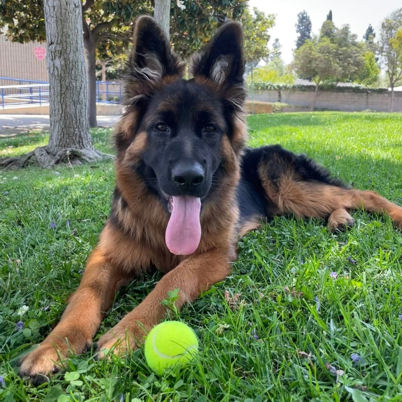German Shepard