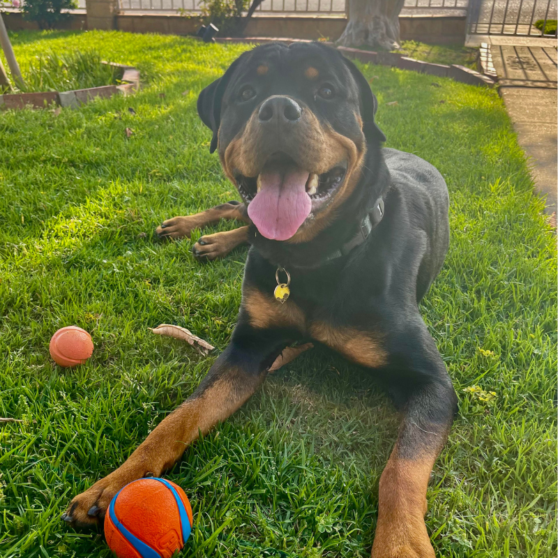 German Shepard