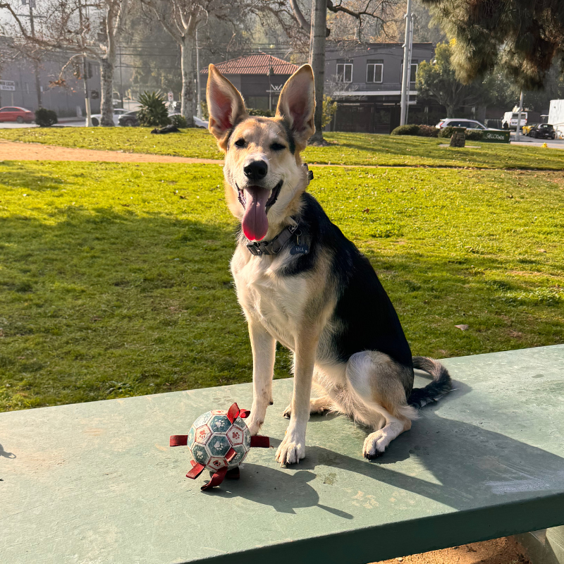 Assuie Shepard