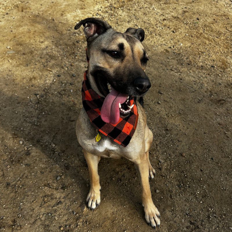 German Shepard