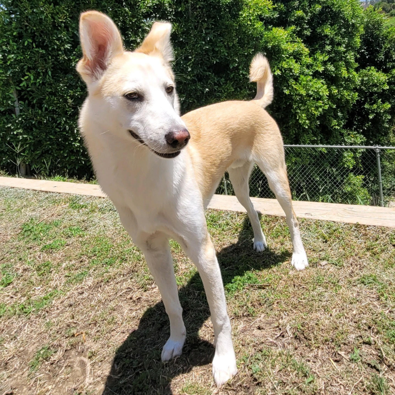 German Shepard