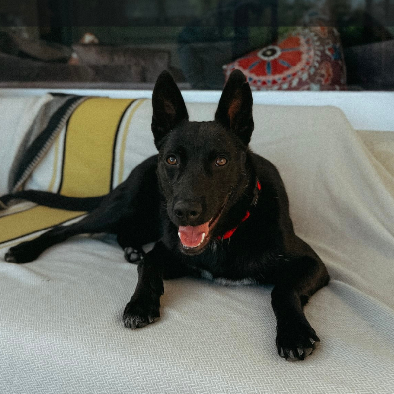 German Shepard
